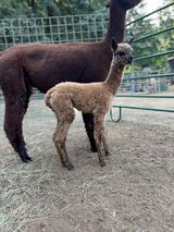 alpaca for sale