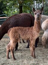 alpaca for sale