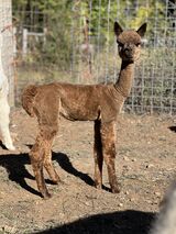 alpaca for sale