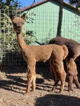 alpaca for sale