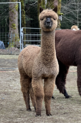 alpaca for sale