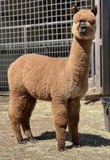 alpaca for sale