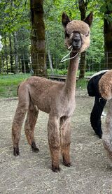 alpaca for sale