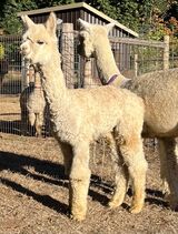 alpaca for sale