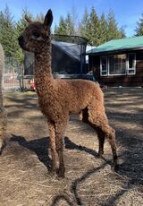 alpaca for sale