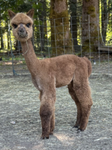 alpaca for sale