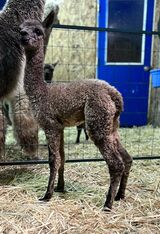 alpaca for sale