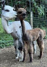 alpaca for sale