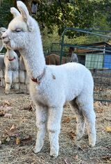 alpaca for sale