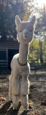 alpaca for sale