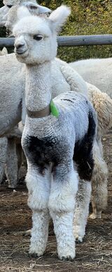 alpaca for sale