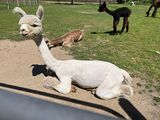 alpaca for sale