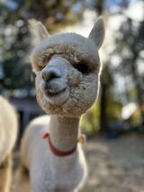 alpaca for sale