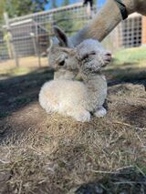 alpaca for sale