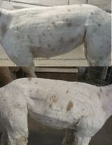 alpaca for sale