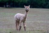 alpaca for sale