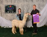 alpaca for sale