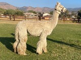 alpaca for sale