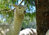 alpaca for sale