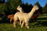 alpaca for sale