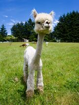 alpaca for sale