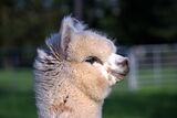 alpaca for sale