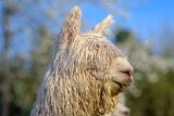 alpaca for sale