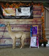 alpaca for sale