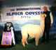 alpaca for sale
