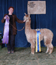alpaca for sale