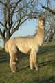 alpaca for sale