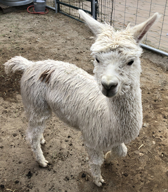 Photo of RRRA's Baby Jane