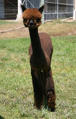 Photo of Granite Bay Royal Rumor by Snowmass Royal Knight