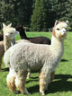 alpaca for sale