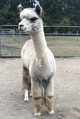 alpaca for sale