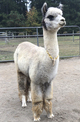alpaca for sale
