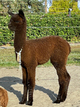 alpaca for sale