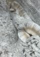 alpaca for sale