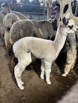 alpaca for sale