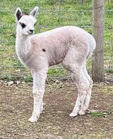 alpaca for sale