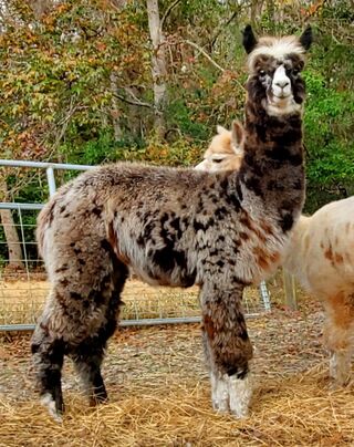 Photo of Kuska's Zaphod Beeblebrox