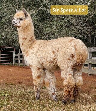 Photo of Kuska's Sir Spots a Lot