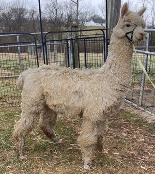 Photo of 2PointFarm's Timbre by Tempo