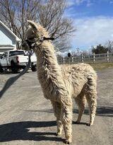 alpaca for sale