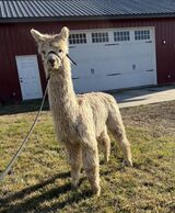 alpaca for sale