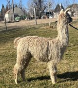 alpaca for sale