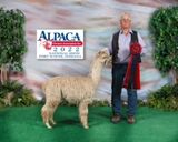 alpaca for sale