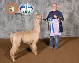 alpaca for sale