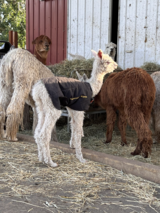 alpaca for sale