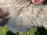 alpaca for sale